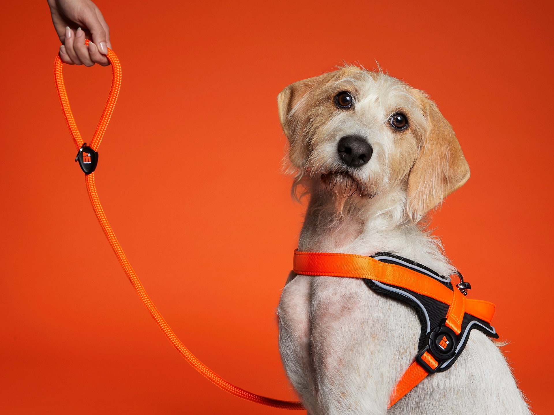 memopet® Y-Harness mit NFC Technologie