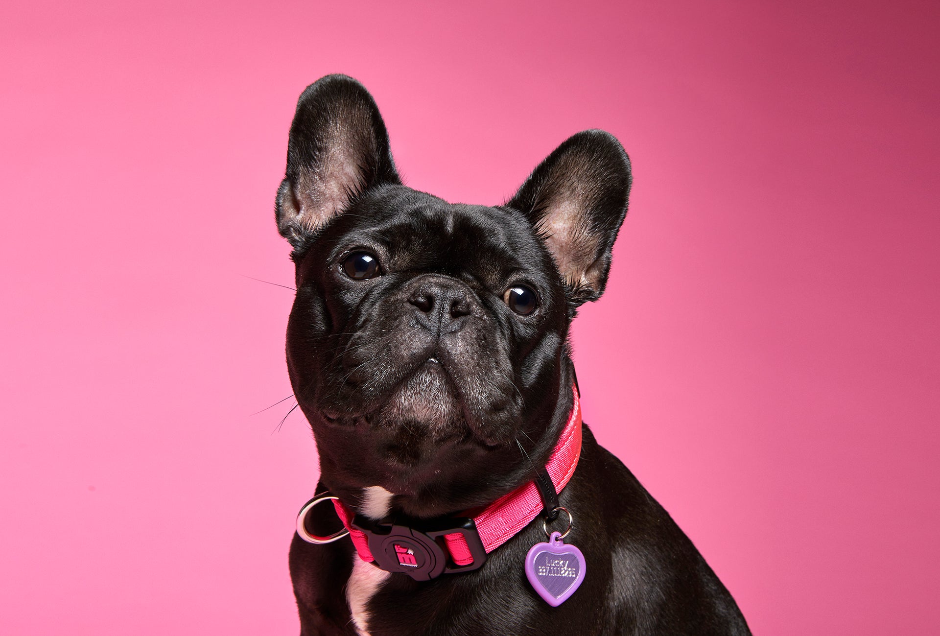 memopet® Halsband mit NFC-Chip