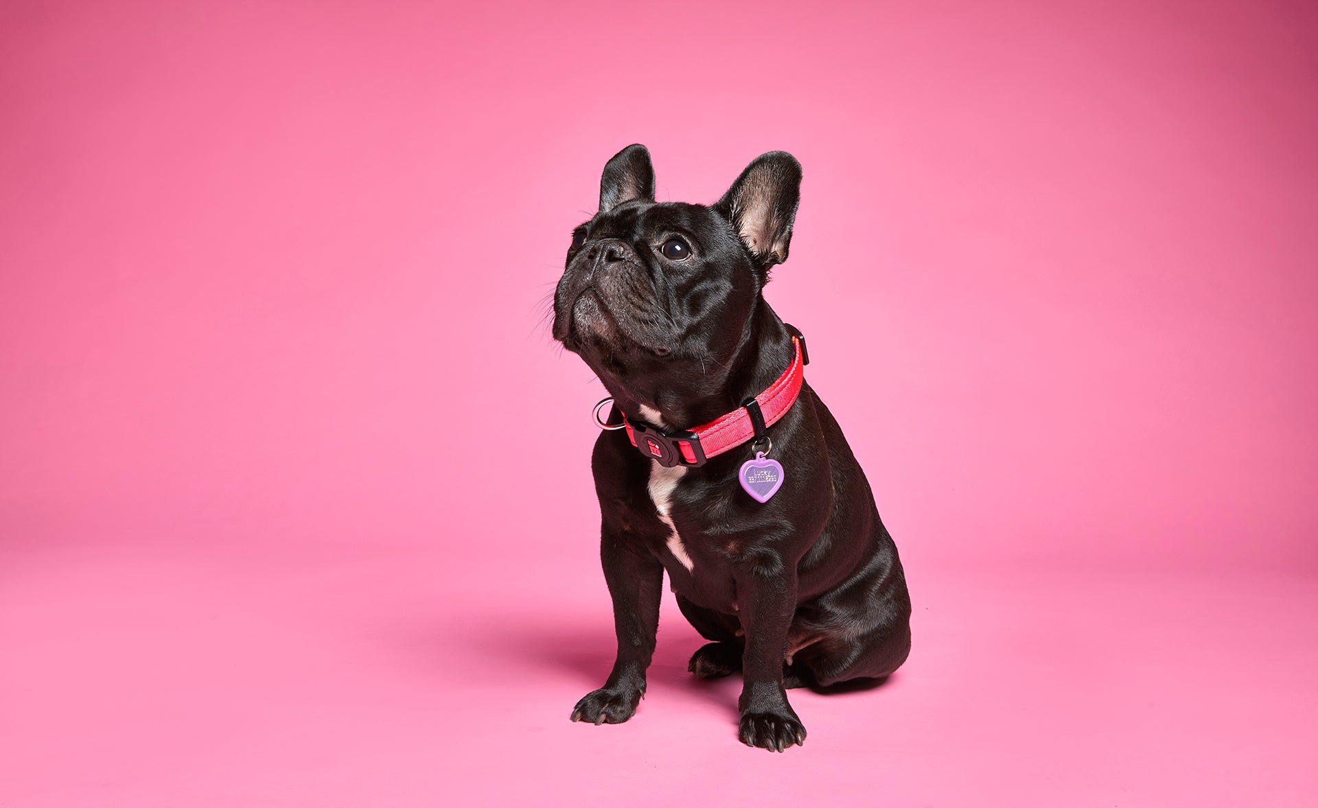 memopet® Halsband mit NFC-Chip