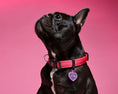 Bild in Galerie-Betrachter laden, memopet® Halsband mit NFC-Chip
