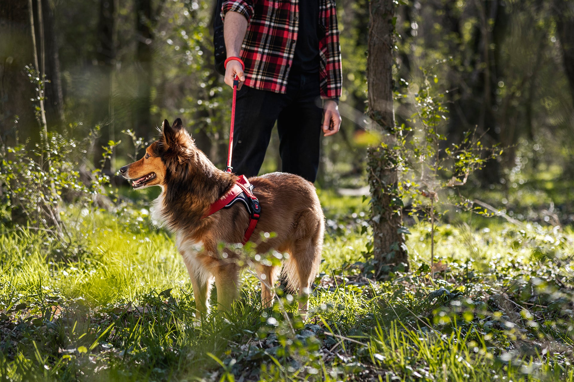 memopet® Y-Harness mit NFC Technologie