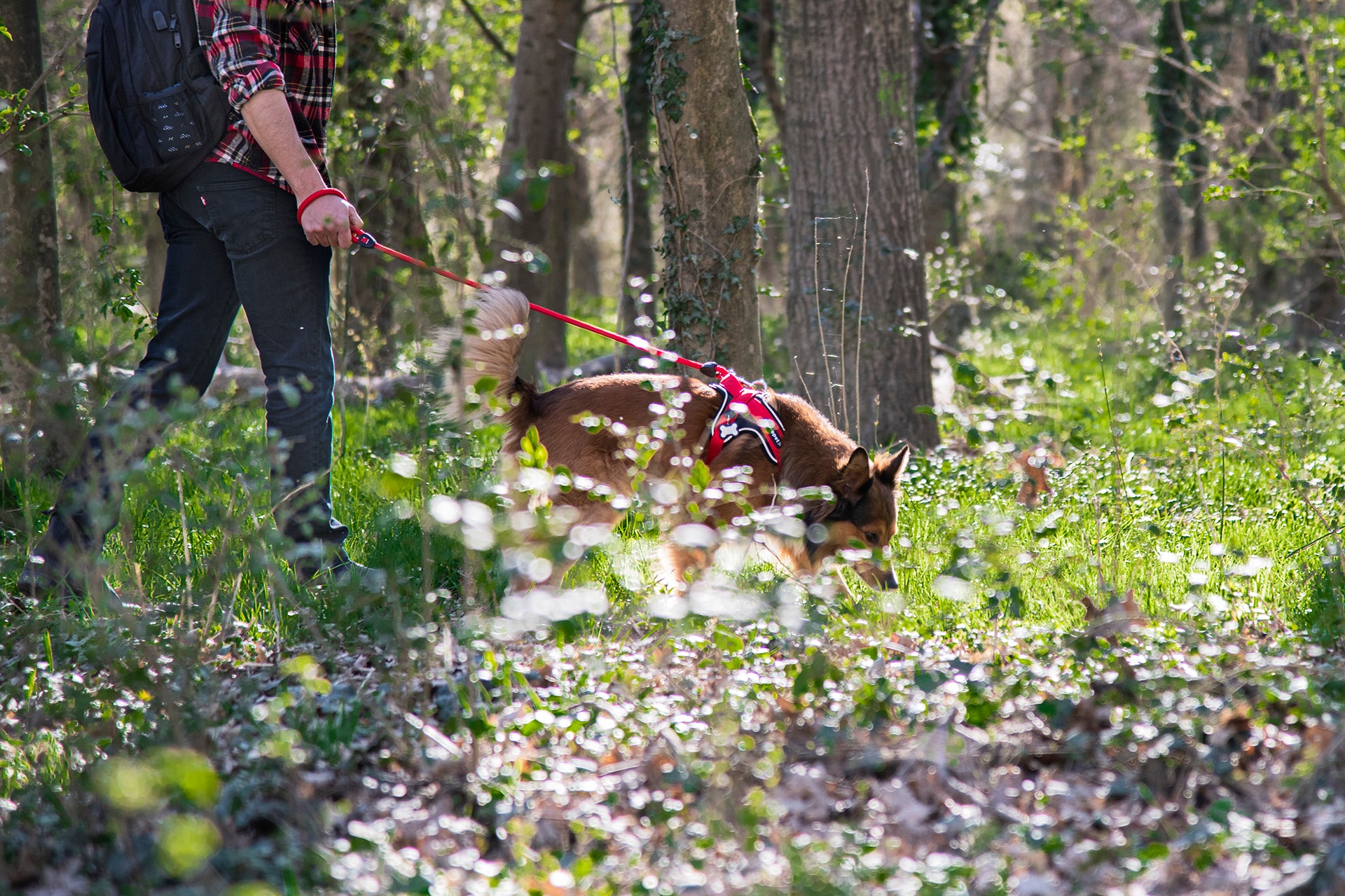 memopet® Y-Harness mit NFC Technologie