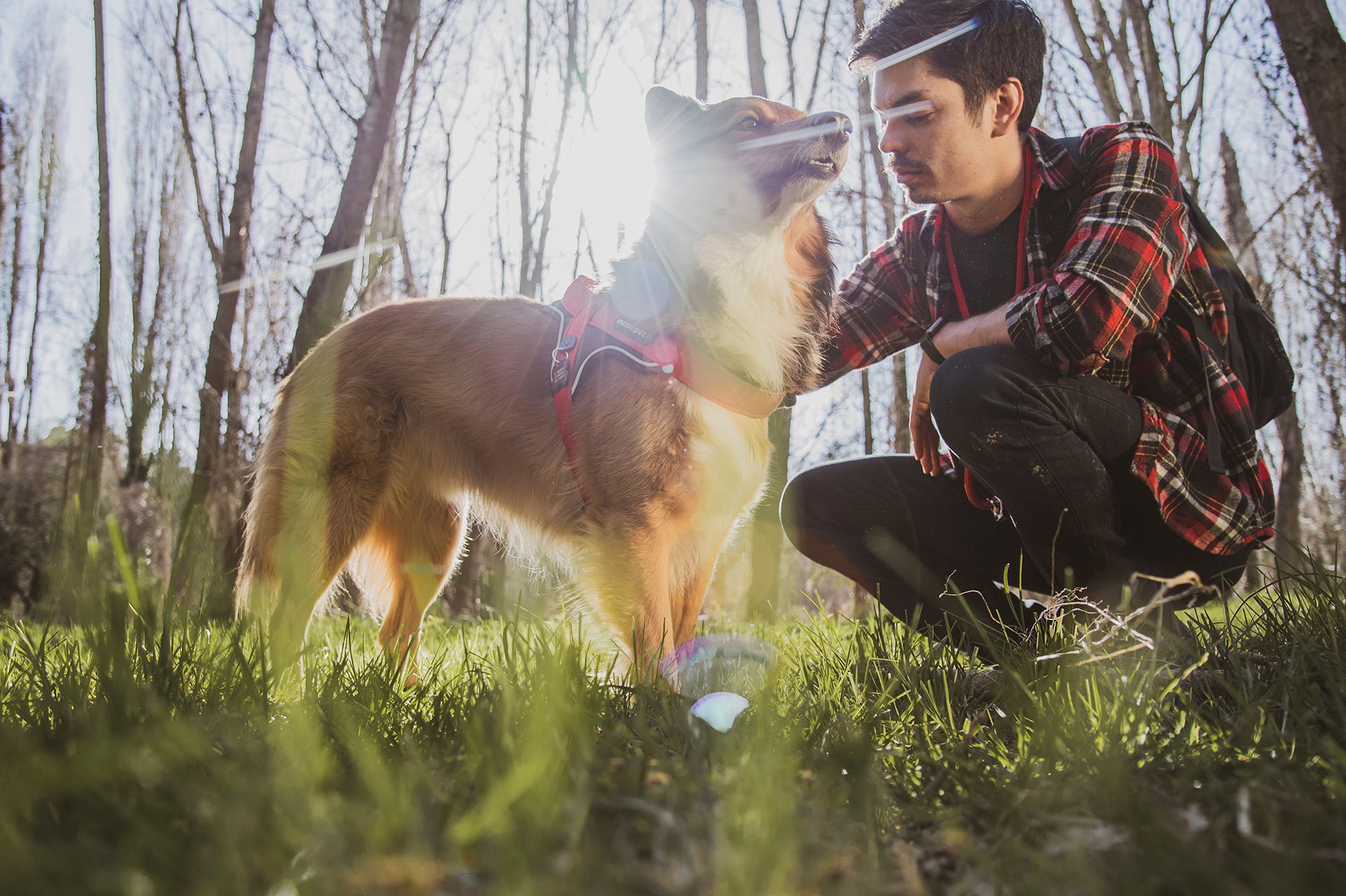 memopet® Y-Harness mit NFC Technologie