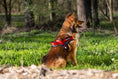 Bild in Galerie-Betrachter laden, memopet® Y-Harness mit NFC Technologie
