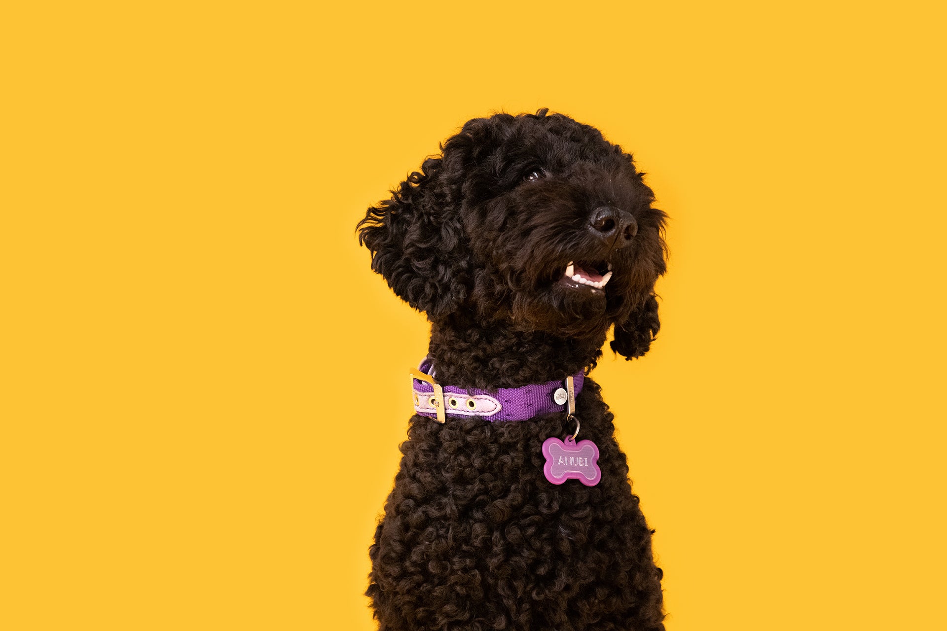 MyFamily Milano Hundehalsband aus italienischem Nylon in Premier-Qualität