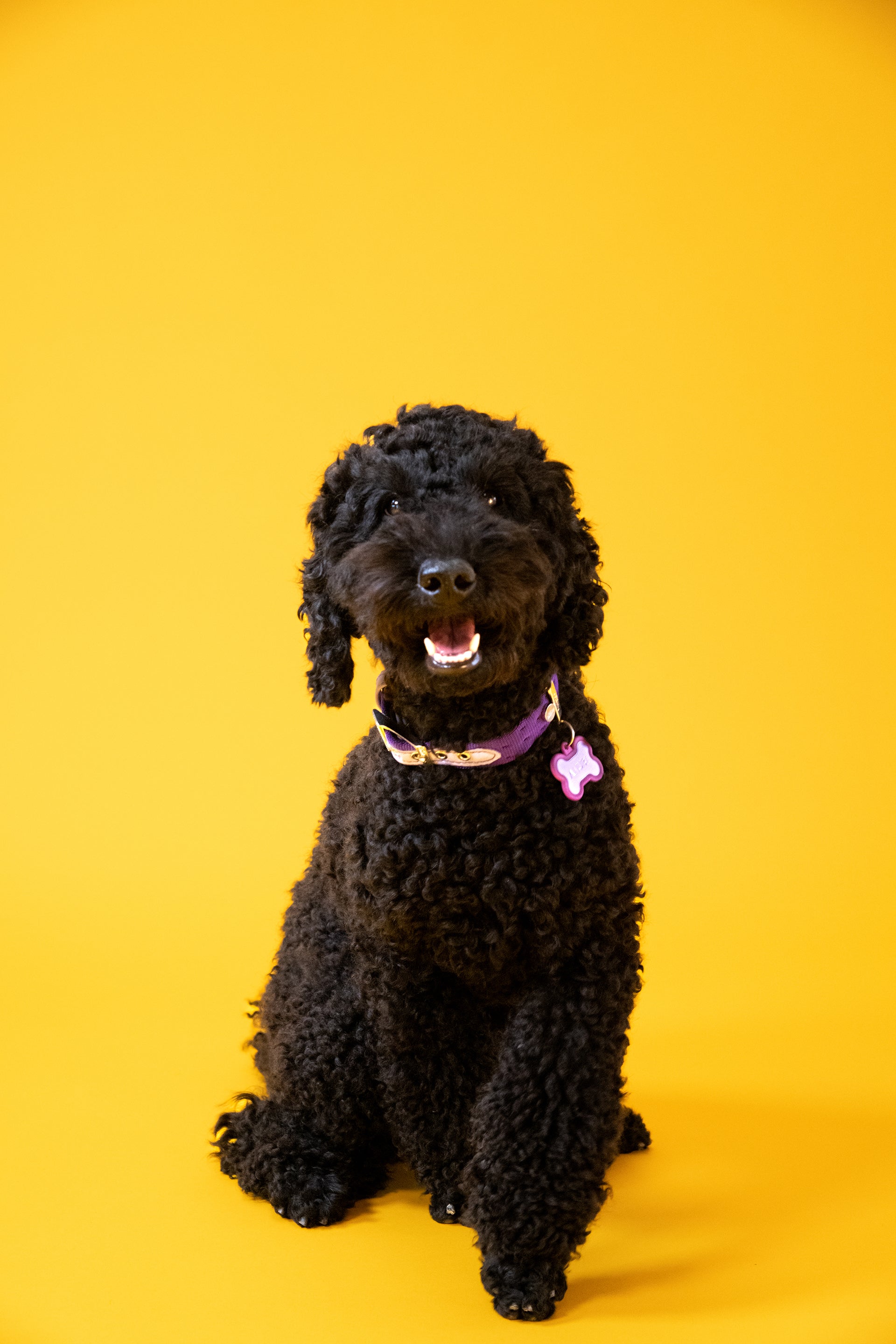 MyFamily Milano Hundehalsband aus italienischem Nylon in Premier-Qualität