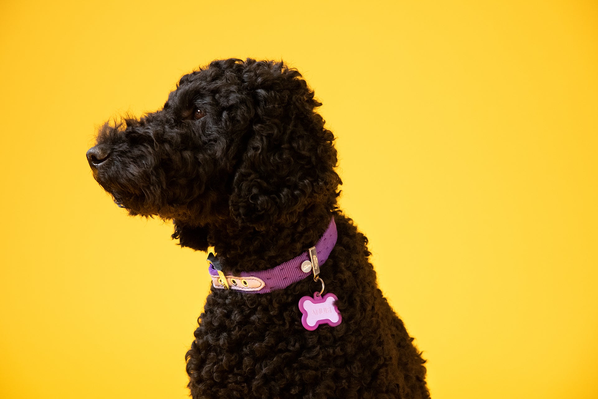 MyFamily Milano Hundehalsband aus italienischem Nylon in Premier-Qualität
