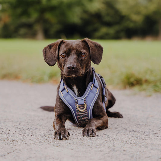 Premium Hundegeschirr Gepolstert - Blau/Grau