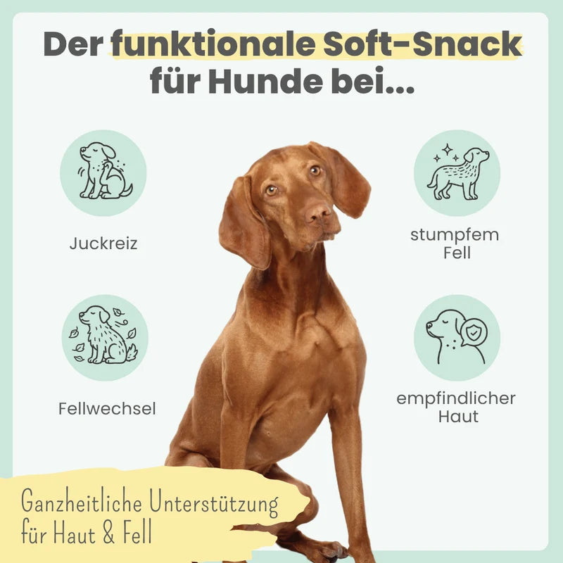noms+ Haut & Fell Komplex für Hunde | ecopetique