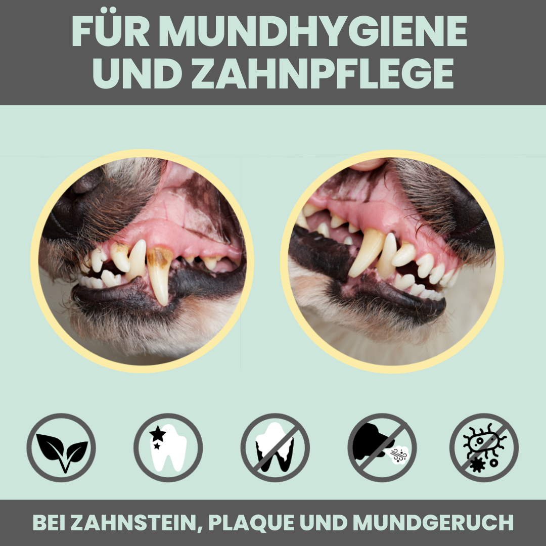 Dentalspray bei Zahnstein für Hunde & Katzen