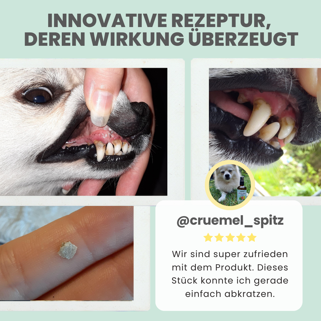 Dentalspray bei Zahnstein für Hunde & Katzen