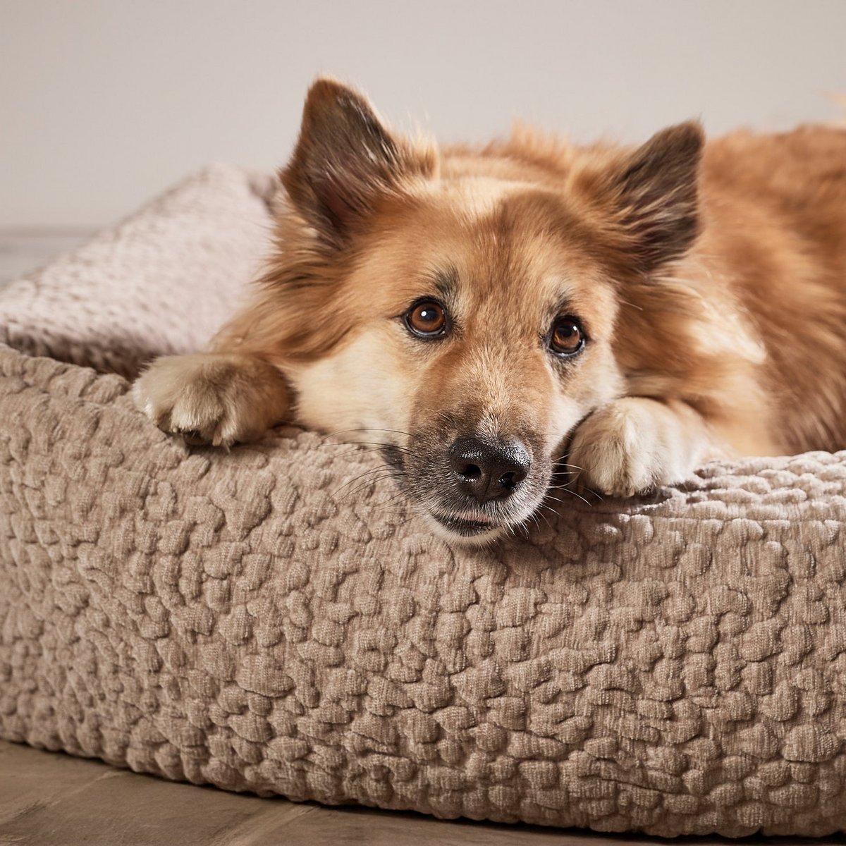 ORTHO_Hundebett_-_BELLAGIO_von_Laboni_in_Grösse L