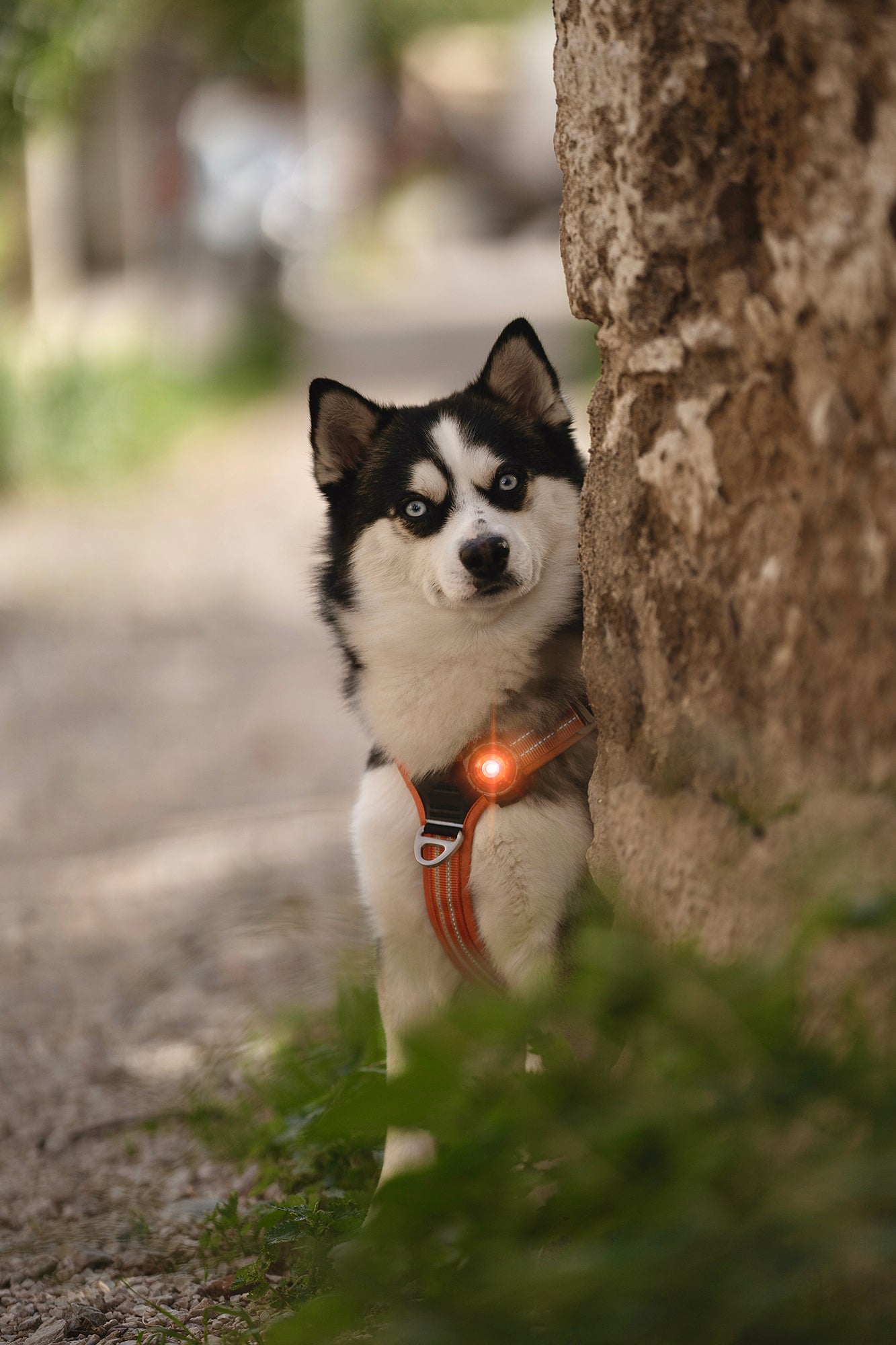 ORBILOC DOG DUAL™