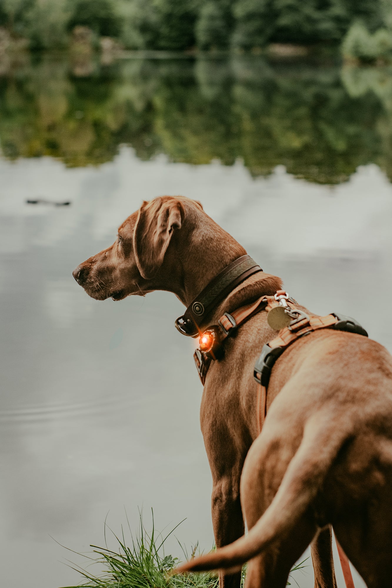 ORBILOC DOG DUAL™