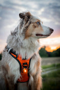 Bild in Galerie-Betrachter laden, ORBILOC DOG DUAL™

