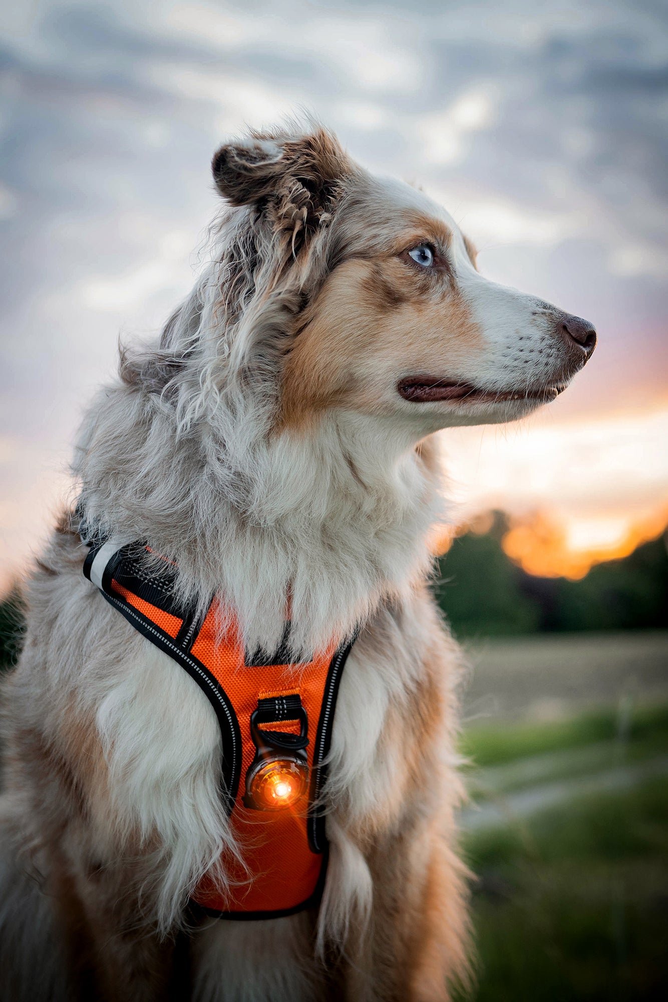 ORBILOC DOG DUAL™