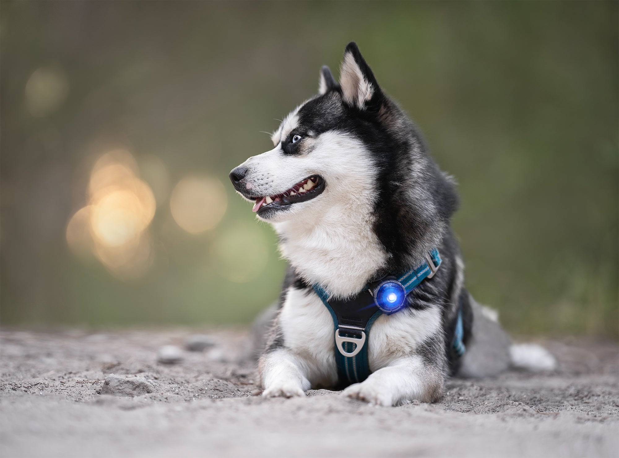 ORBILOC DOG DUAL™