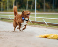 Bild in Galerie-Betrachter laden, ORBILOC DOG DUAL™
