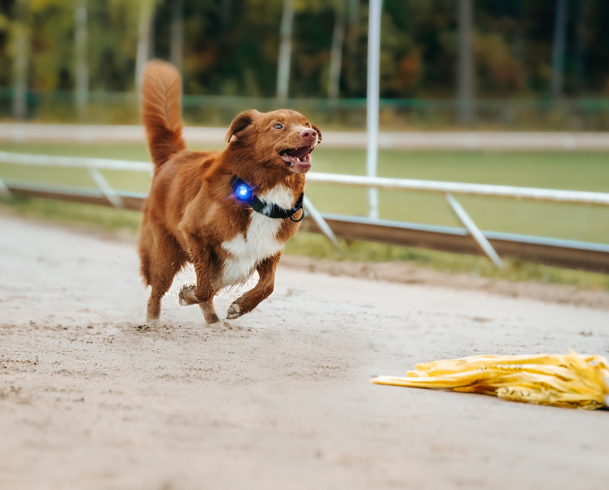 ORBILOC DOG DUAL™