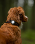 Bild in Galerie-Betrachter laden, ORBILOC DOG DUAL™
