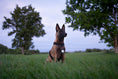 Bild in Galerie-Betrachter laden, ORBILOC DOG DUAL™
