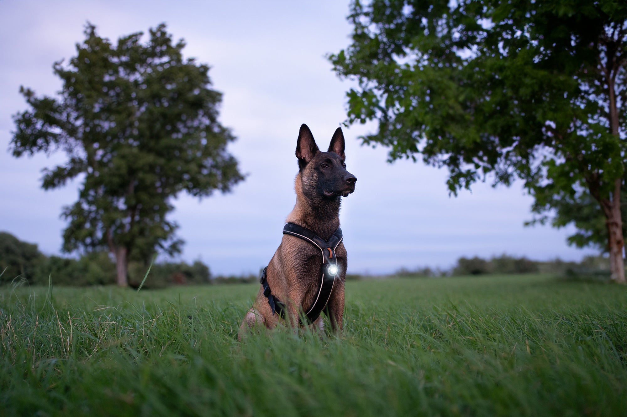 ORBILOC DOG DUAL™