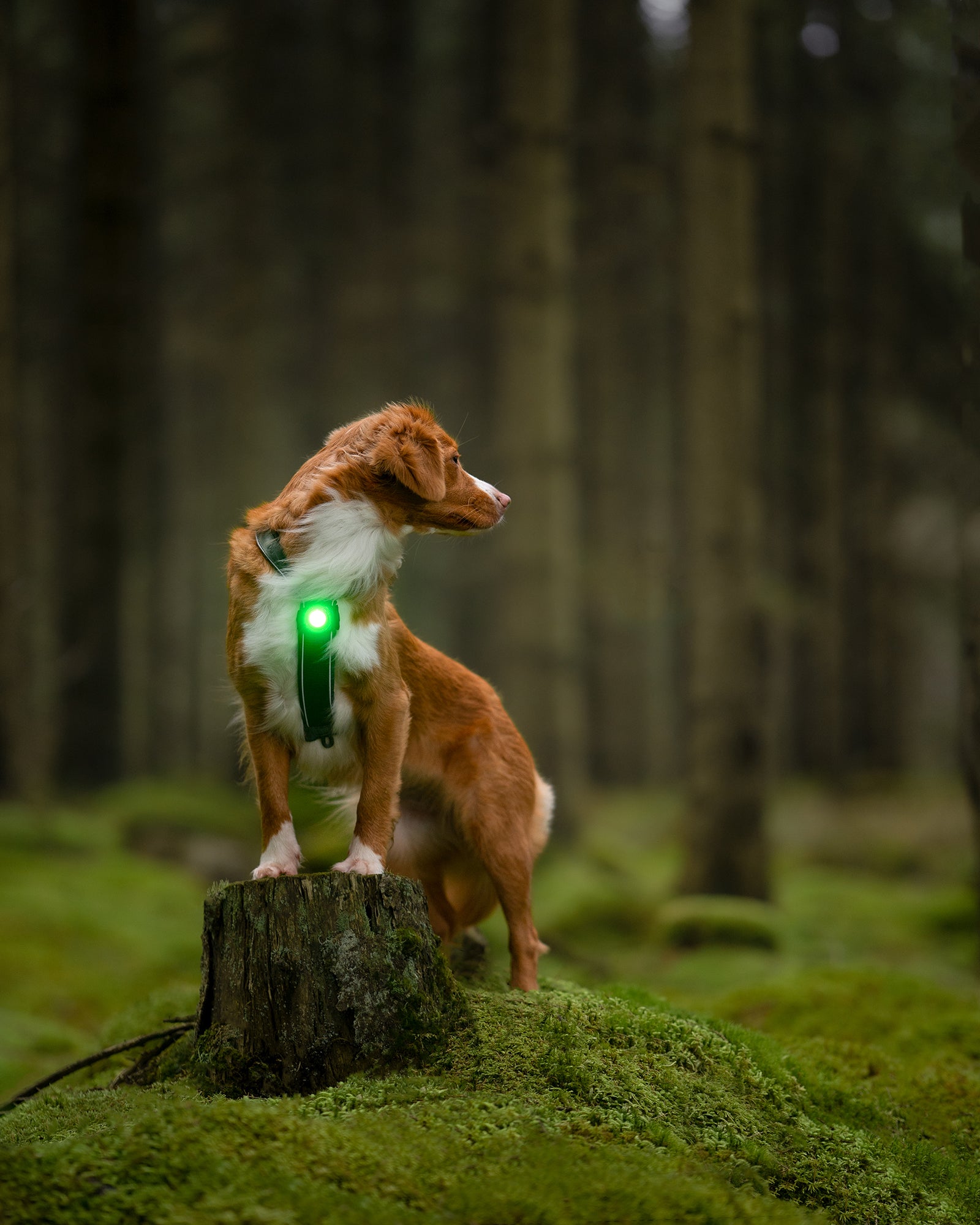 ORBILOC DOG DUAL™