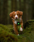 Bild in Galerie-Betrachter laden, ORBILOC DOG DUAL™
