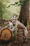 Bild in Galerie-Betrachter laden, ORBILOC DOG DUAL™

