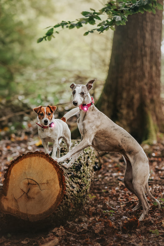ORBILOC DOG DUAL™