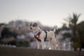 Bild in Galerie-Betrachter laden, ORBILOC DOG DUAL™
