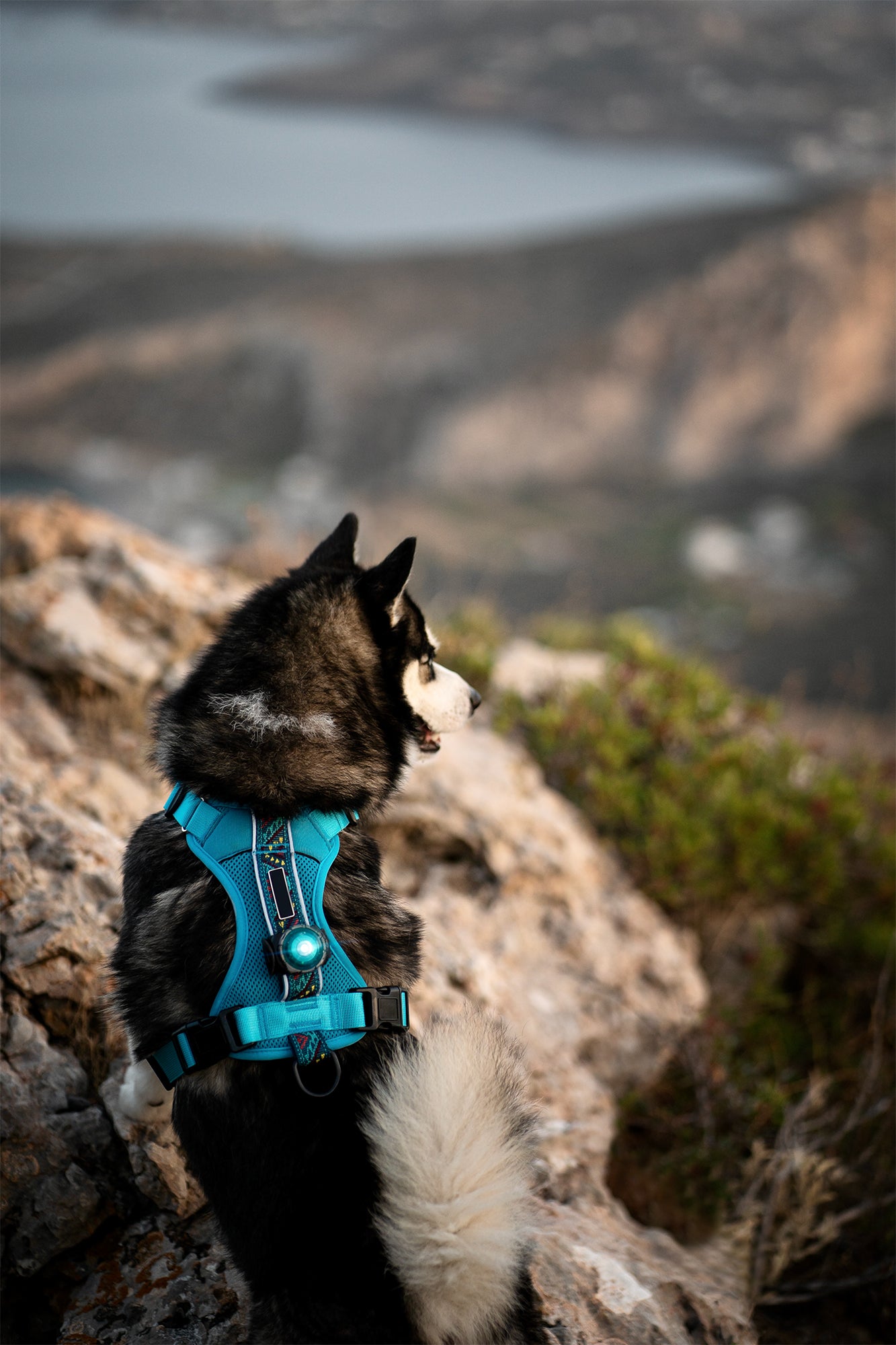 ORBILOC DOG DUAL™