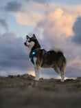 Bild in Galerie-Betrachter laden, ORBILOC DOG DUAL™
