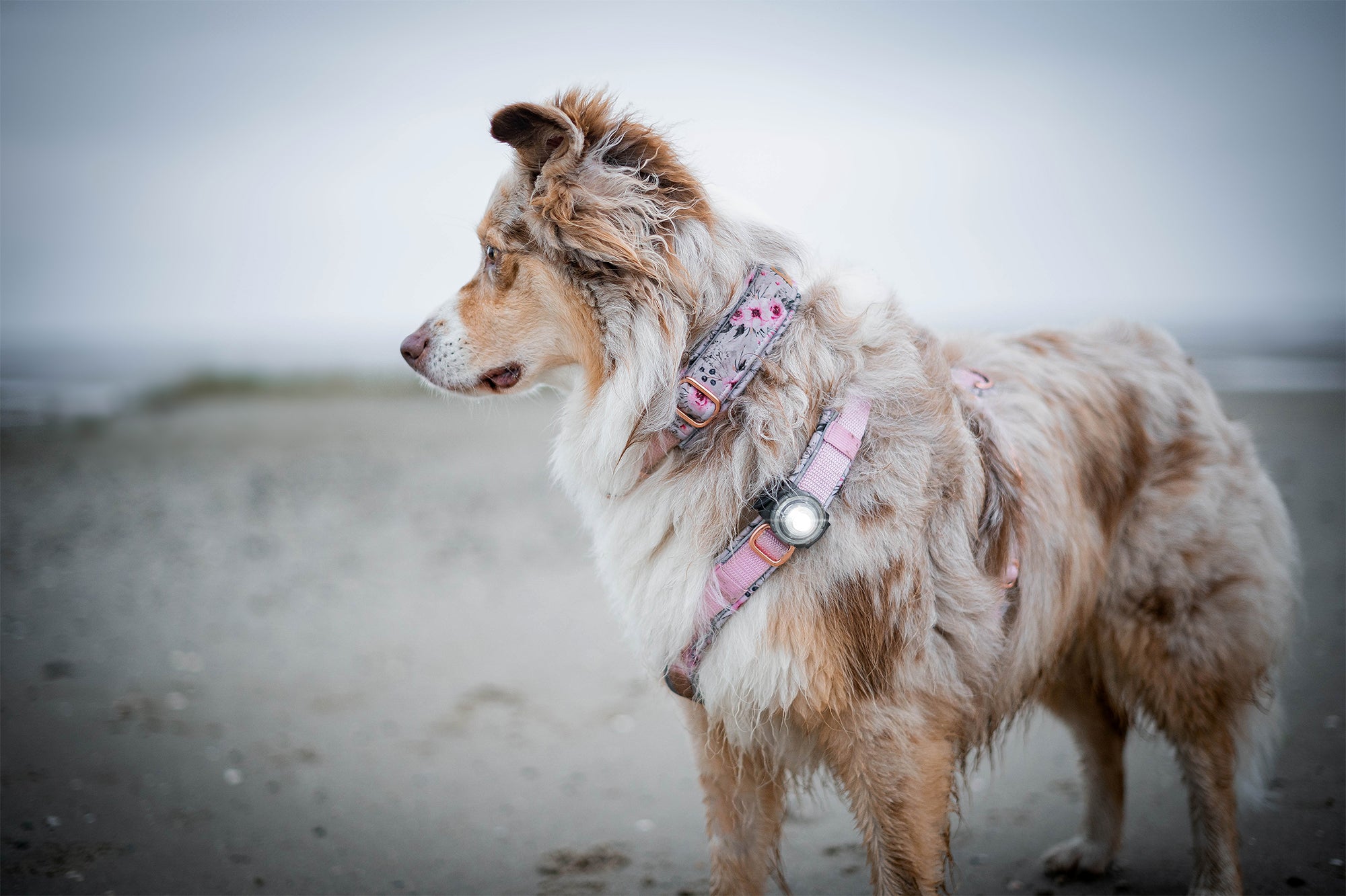 ORBILOC DOG DUAL™