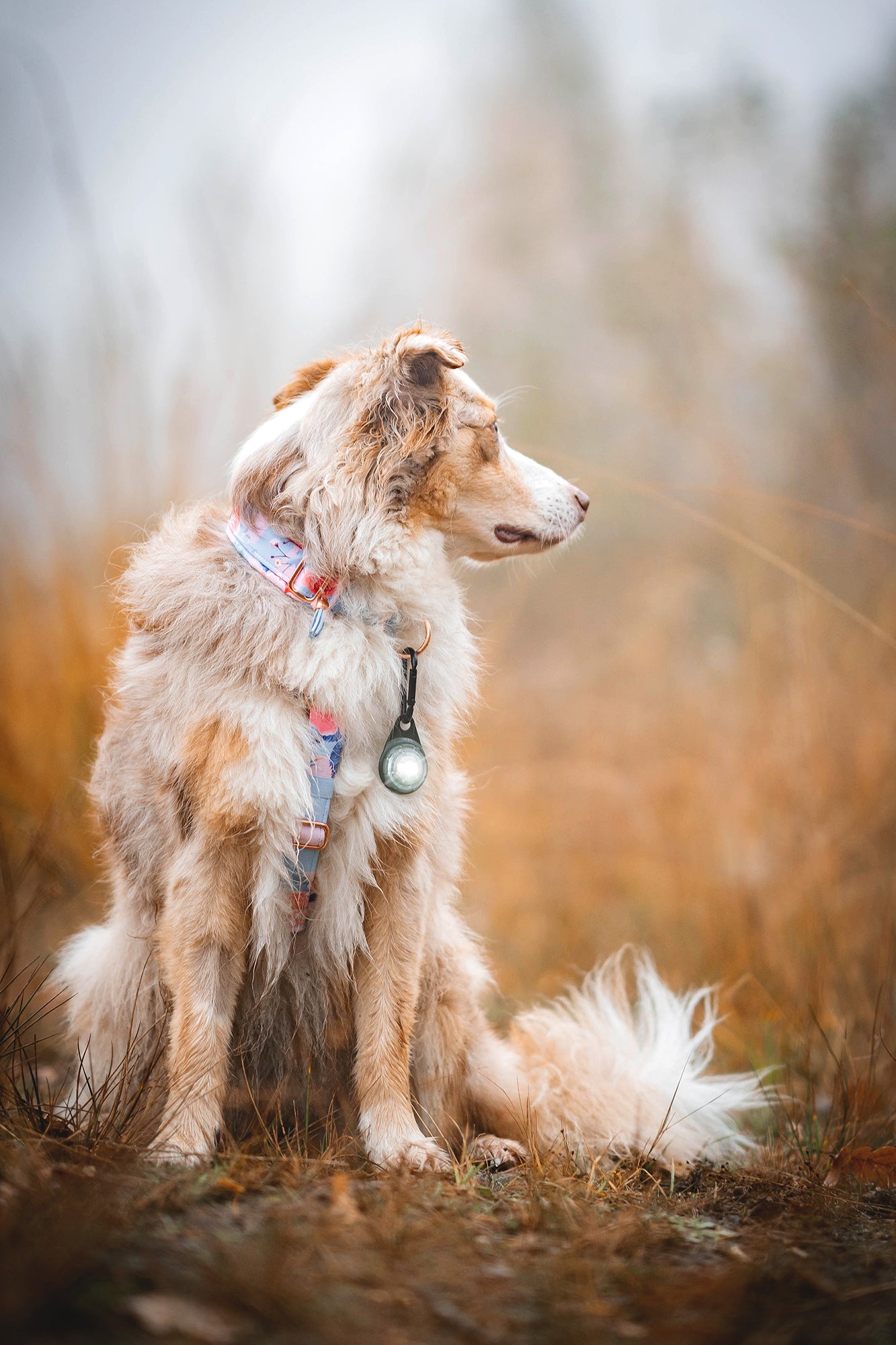 ORBILOC DOG DUAL™