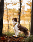 Bild in Galerie-Betrachter laden, ORBILOC DOG DUAL™
