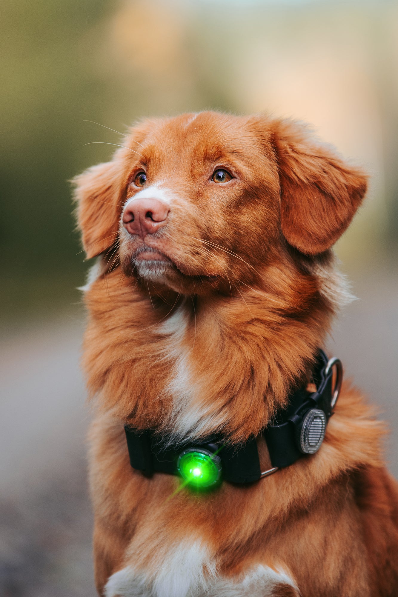 Orbiloc Reflective Clip