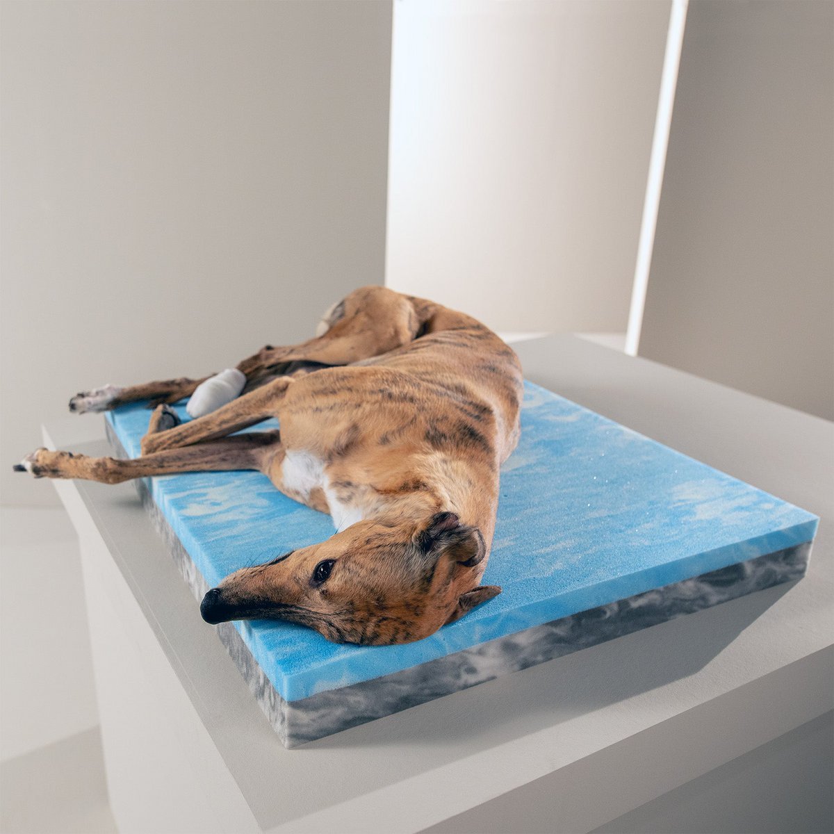 Windhund liegt auf einer orthopädischen Matratze von Laboni