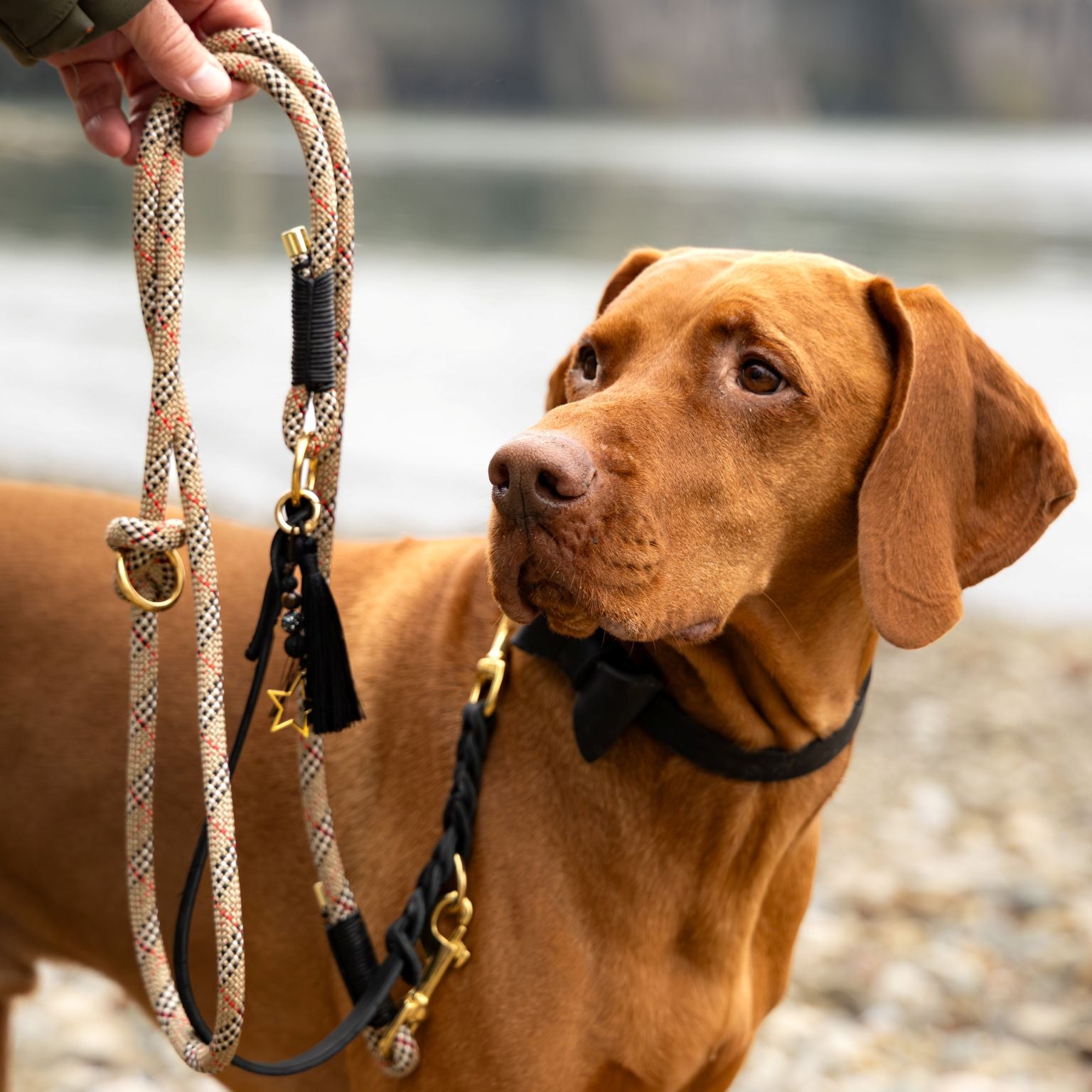 Pawnchor - PURE ELEGANCE - Limited Edition