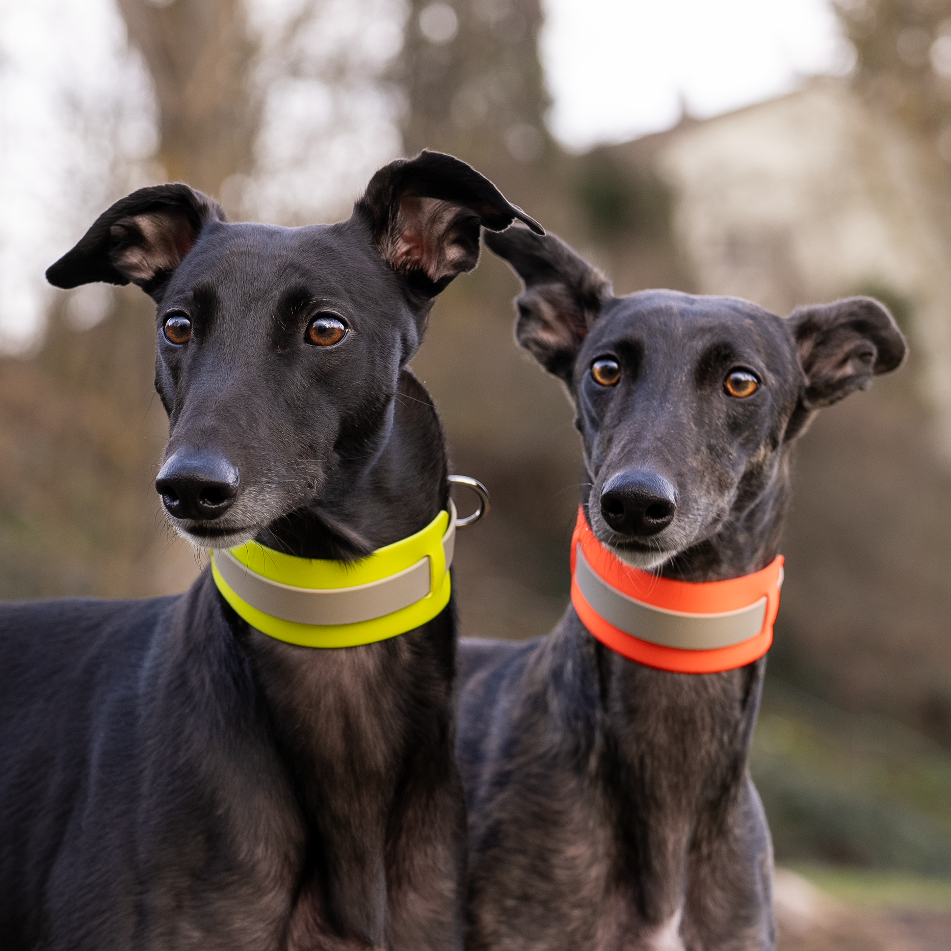 THE CITY COLLAR (OUTDOOR) - NEON HUNDEHALSBAND WASSERDICHT