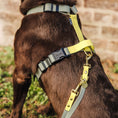Bild in Galerie-Betrachter laden, Hey Lana FLEX Outdoor Geschirr – 5-fach verstellbares H-Geschirr mit Haltegriff, Lemon/Seagrass
