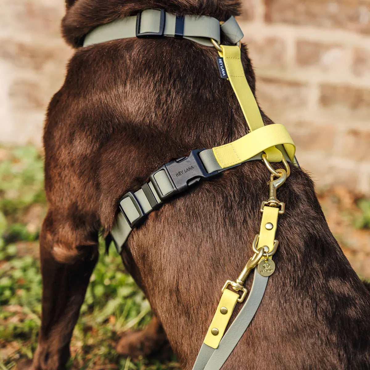 Hey Lana FLEX Outdoor Geschirr – 5-fach verstellbares H-Geschirr mit Haltegriff, Lemon/Seagrass