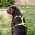 Bild in Galerie-Betrachter laden, Hey Lana FLEX Outdoor Geschirr – 5-fach verstellbares H-Geschirr mit Haltegriff, Lemon/Seagrass

