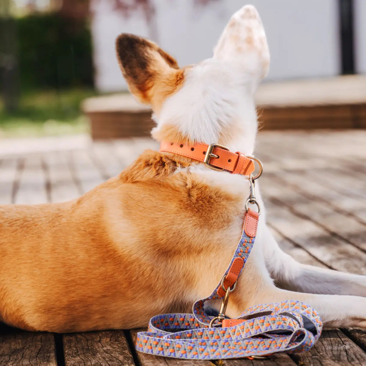 Hey Lana Très Chic Hundehalsband – weich gepolstert & komfortabel, Sunset/Eukalyptus