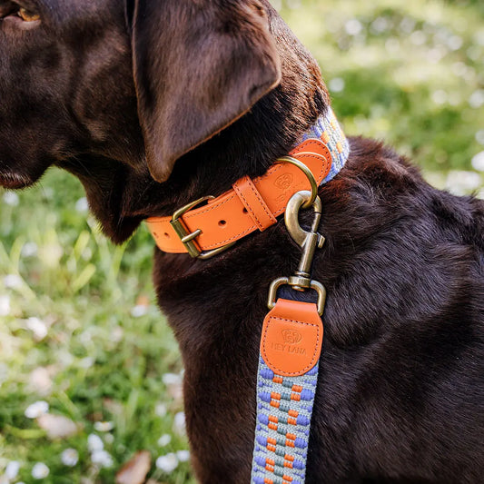 Hey Lana Très Chic Hundehalsband – weich gepolstert & komfortabel, Sunset/Eukalyptus