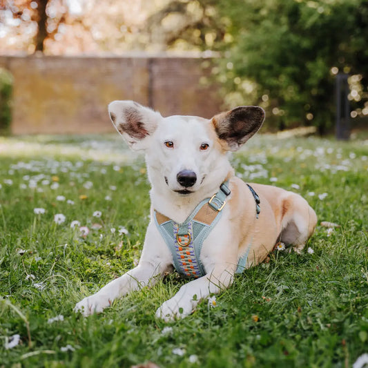 Mischling-Hund- mit-hey-lana-hundegeschirr-tres-chic-eukalyptus-orange