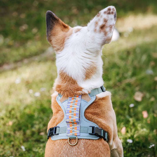 hey-lana-hundegeschirr-tres-chic-eukalyptus-orange