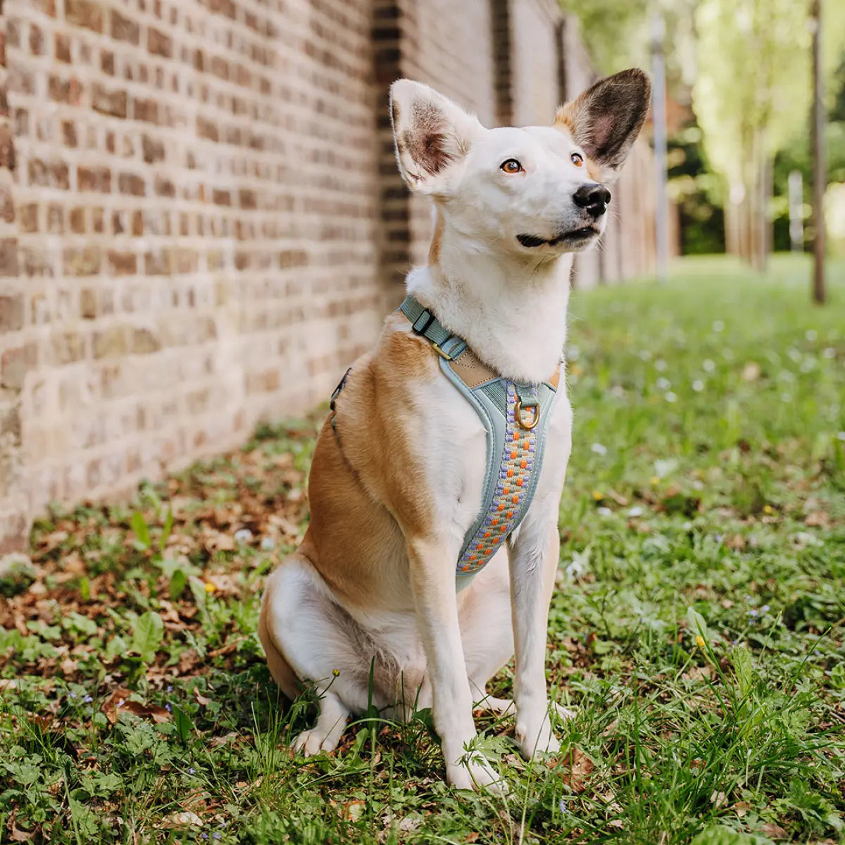 Hund trägt hey-lana-hundegeschirr-tres-chic-in-Farbe-eukalyptus-orange