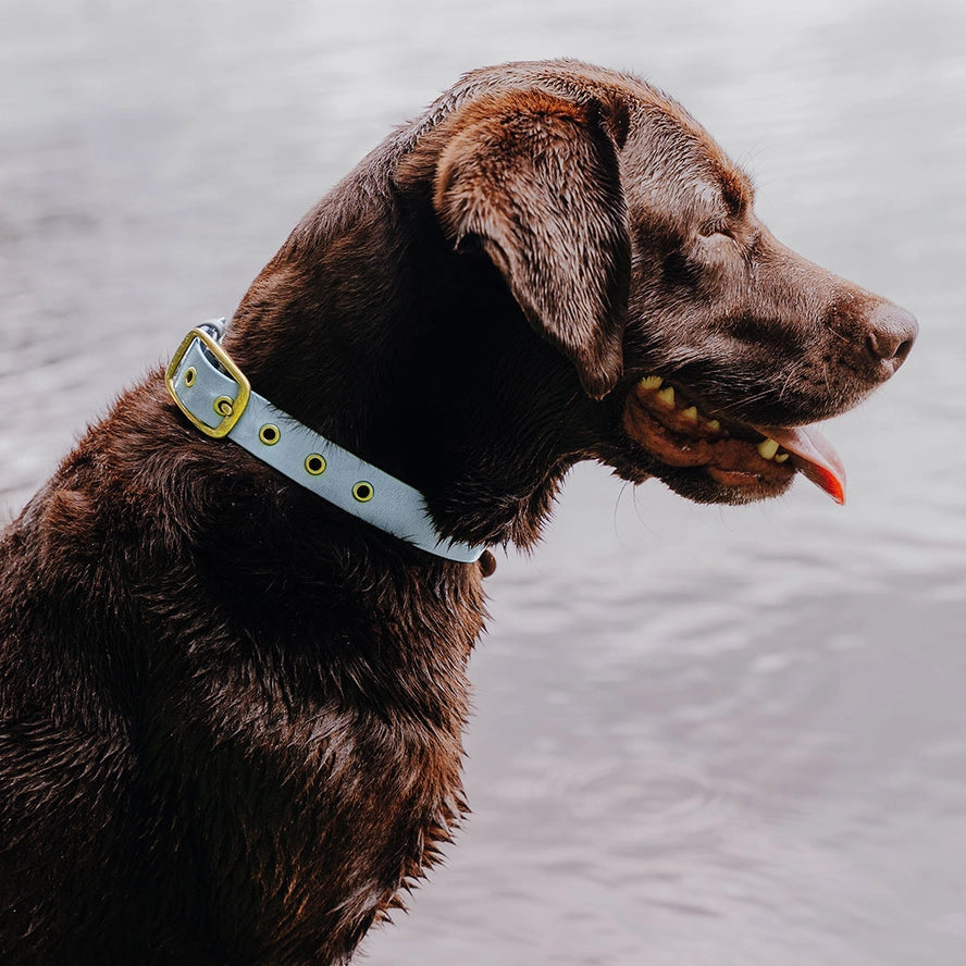 Hey Lana Outdoor Hundehalsband FLEX – wasserfest & robust