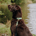 Bild in Galerie-Betrachter laden, Hey Lana Outdoor Hundehalsband FLEX – wasserfest & robust
